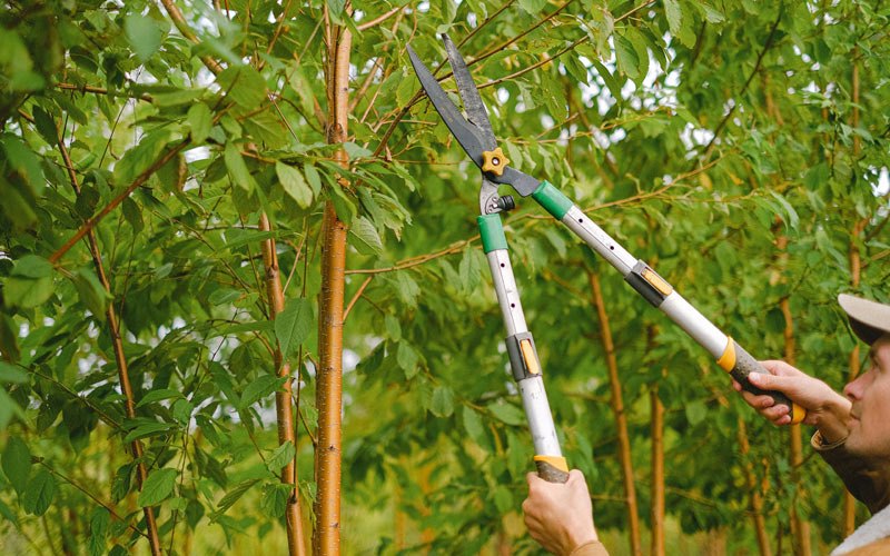 Tree trimming in Chapin, IA